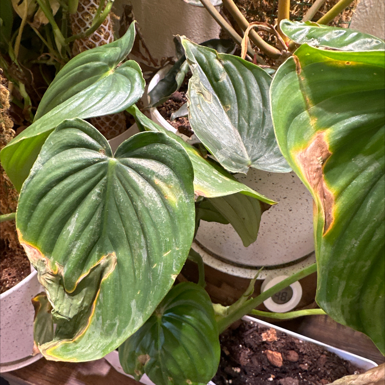 Photo of the plant species Philodendron Peltatum by @Dogsxplants named Peltatum on Greg, the plant care app