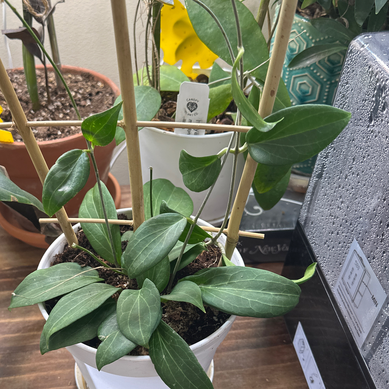 Photo of the plant species Hoya pottsii 'Khao Yai' by @Dogsxplants named Khao on Greg, the plant care app
