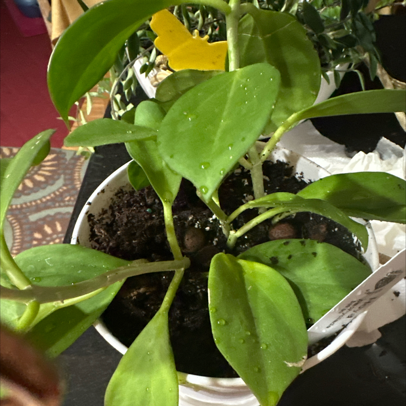 Photo of the plant species Wax Plant by @Dogsxplants named Pachy on Greg, the plant care app