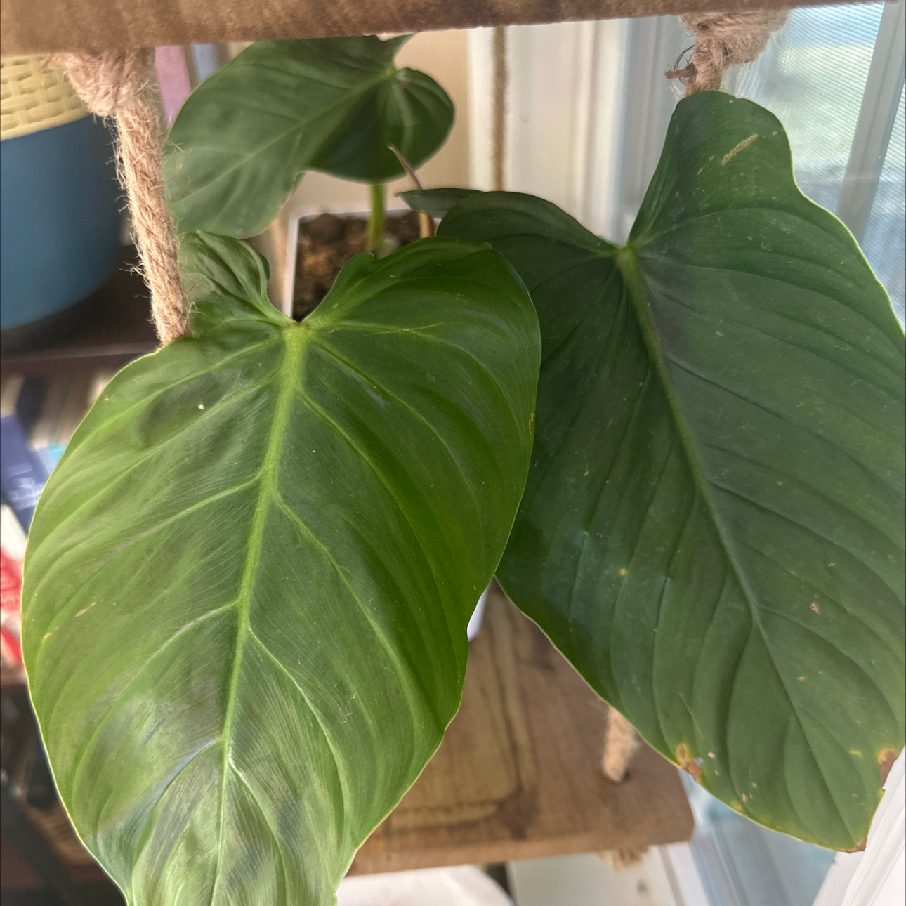 Photo of the plant species Philodendron asperatum by @Dogsxplants named Asperatum on Greg, the plant care app