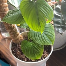 Photo of the plant species philodendron peru by @Dogsxplants named Harmony on Greg, the plant care app