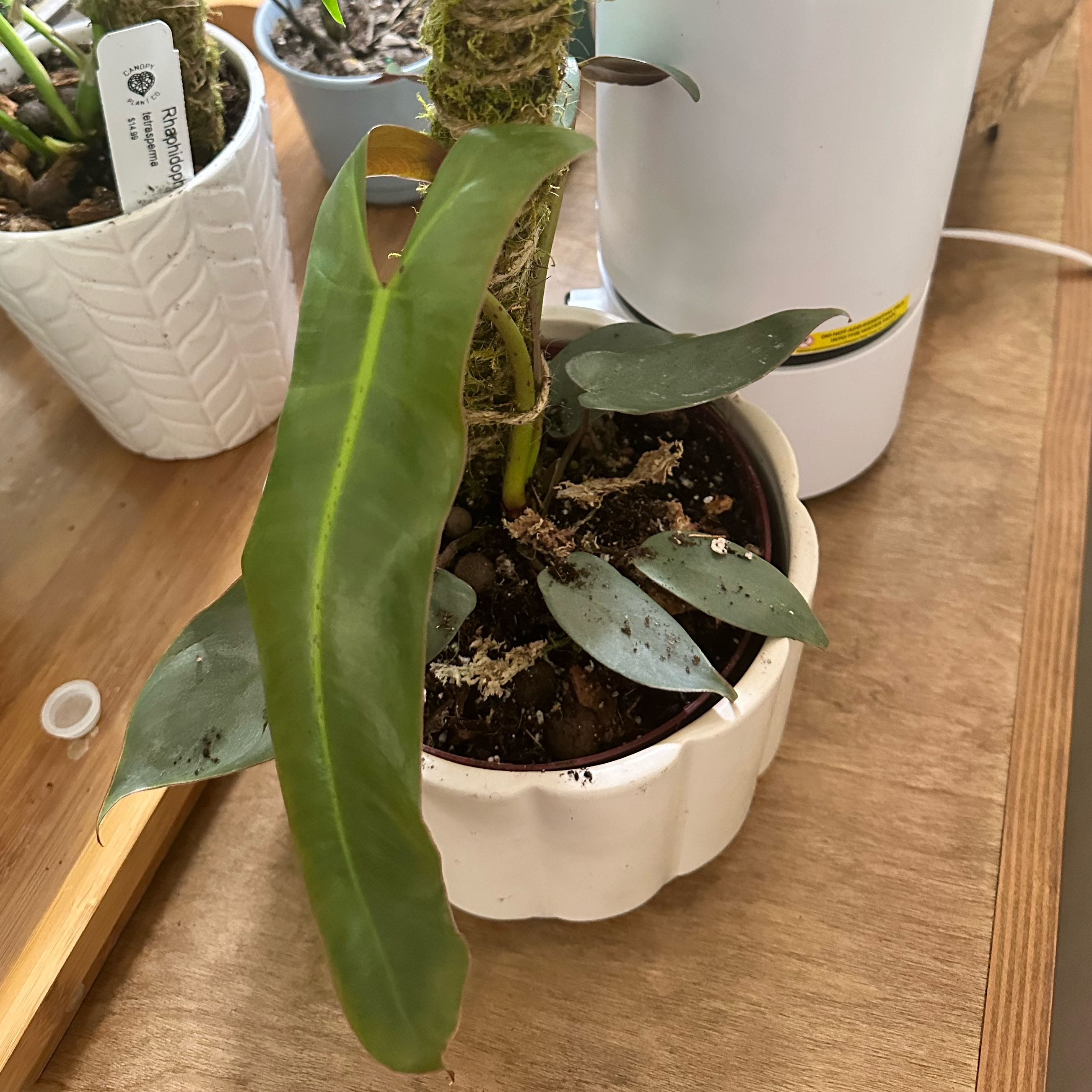 Potted Philodendron atabapoense plant with healthy green leaves.
