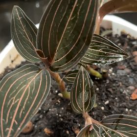 Photo of the plant species Black Jewel Orchid by @Dogsxplants named Addison Jewel on Greg, the plant care app