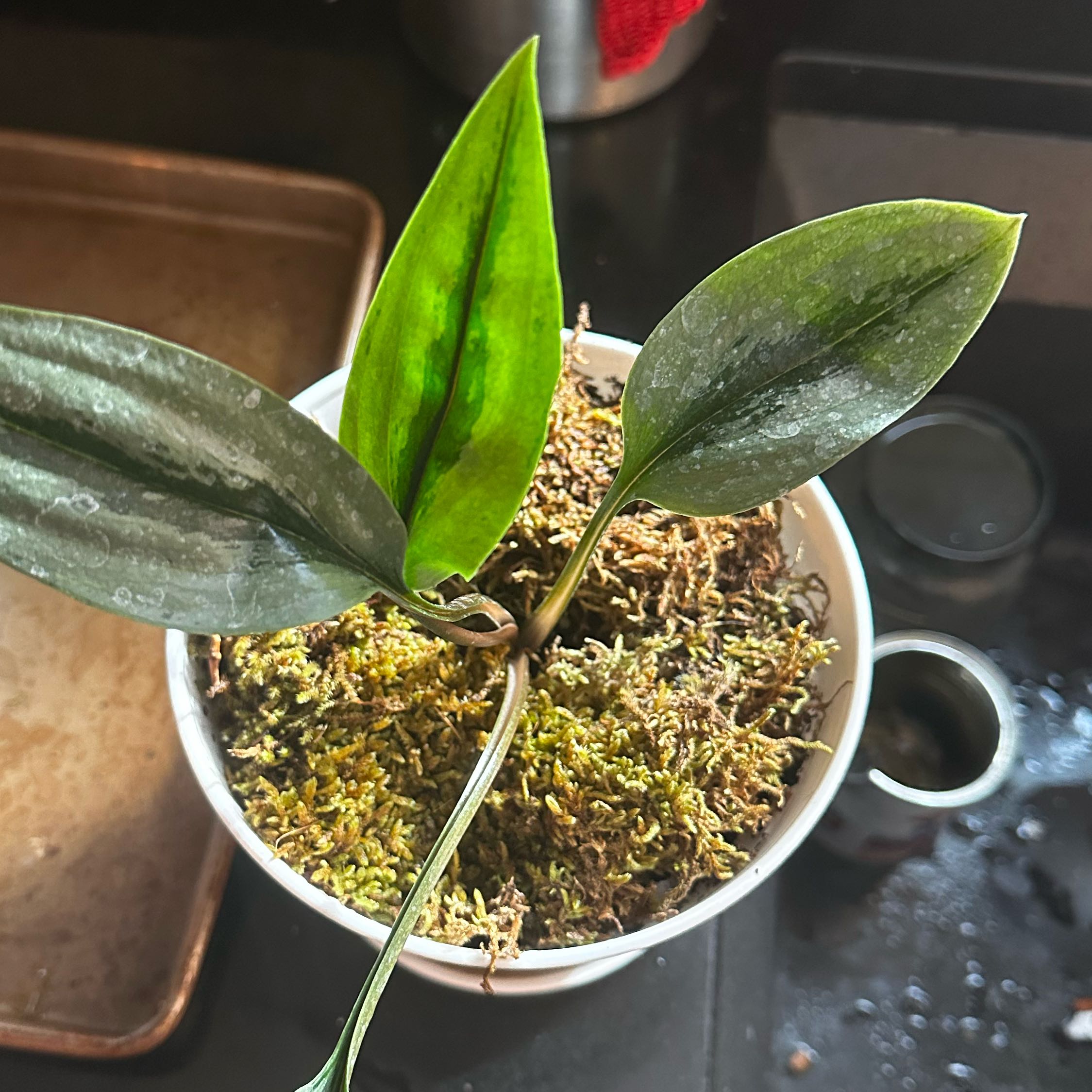 Photo of the plant species Pelexia olivacea by @Dogsxplants named Olivia on Greg, the plant care app