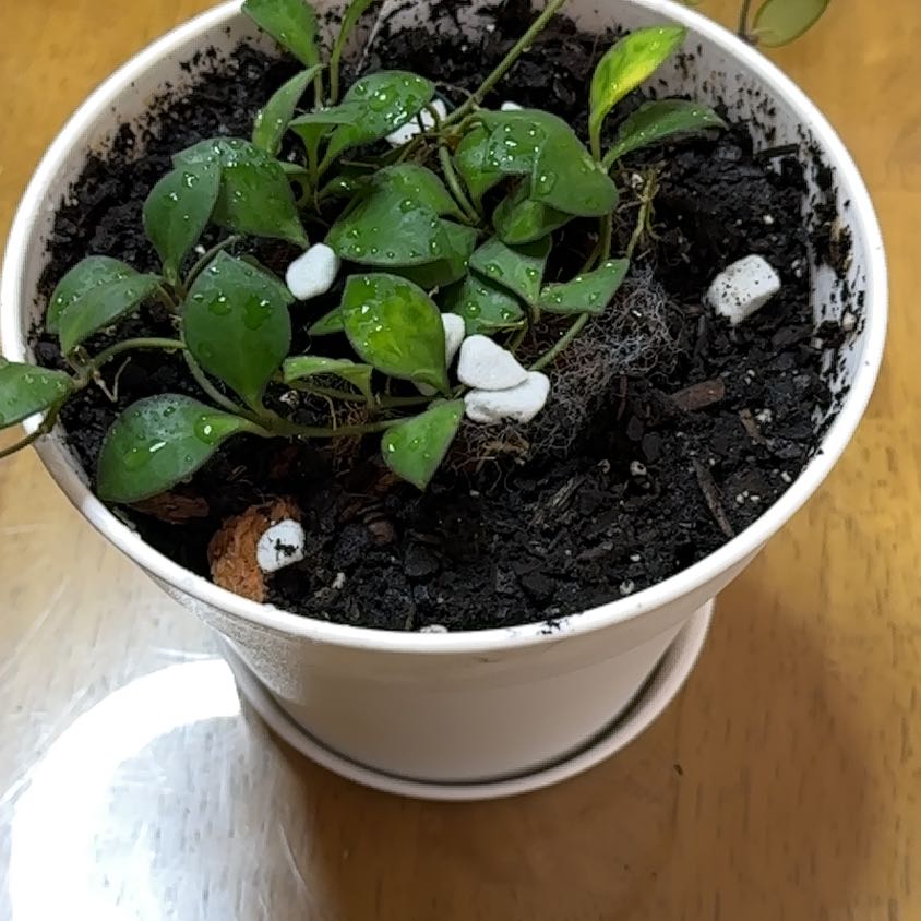 Photo of the plant species Hoya carmelae by @Dogsxplants named Carmel on Greg, the plant care app