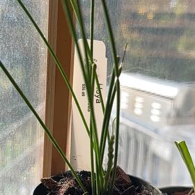 Photo of the plant species Hoya spartioides by @Dogsxplants named Sparta on Greg, the plant care app