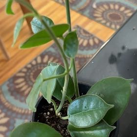 Photo of the plant species Wax Plant by @Dogsxplants named Coronaria on Greg, the plant care app