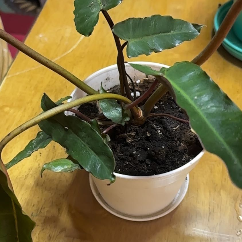 Photo of the plant species Philodendron billietiae atabapoense by @Dogsxplants named Ata Billie on Greg, the plant care app