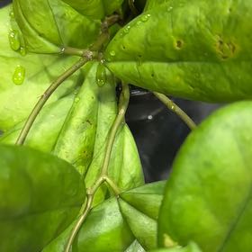 Photo of the plant species Hoya Viola by @Dogsxplants named Viola on Greg, the plant care app