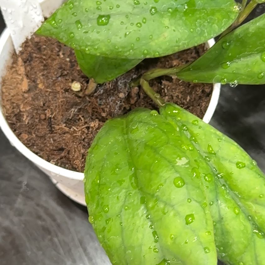 Photo of the plant species Hoya vitellinoides by @Dogsxplants named Vitelly on Greg, the plant care app