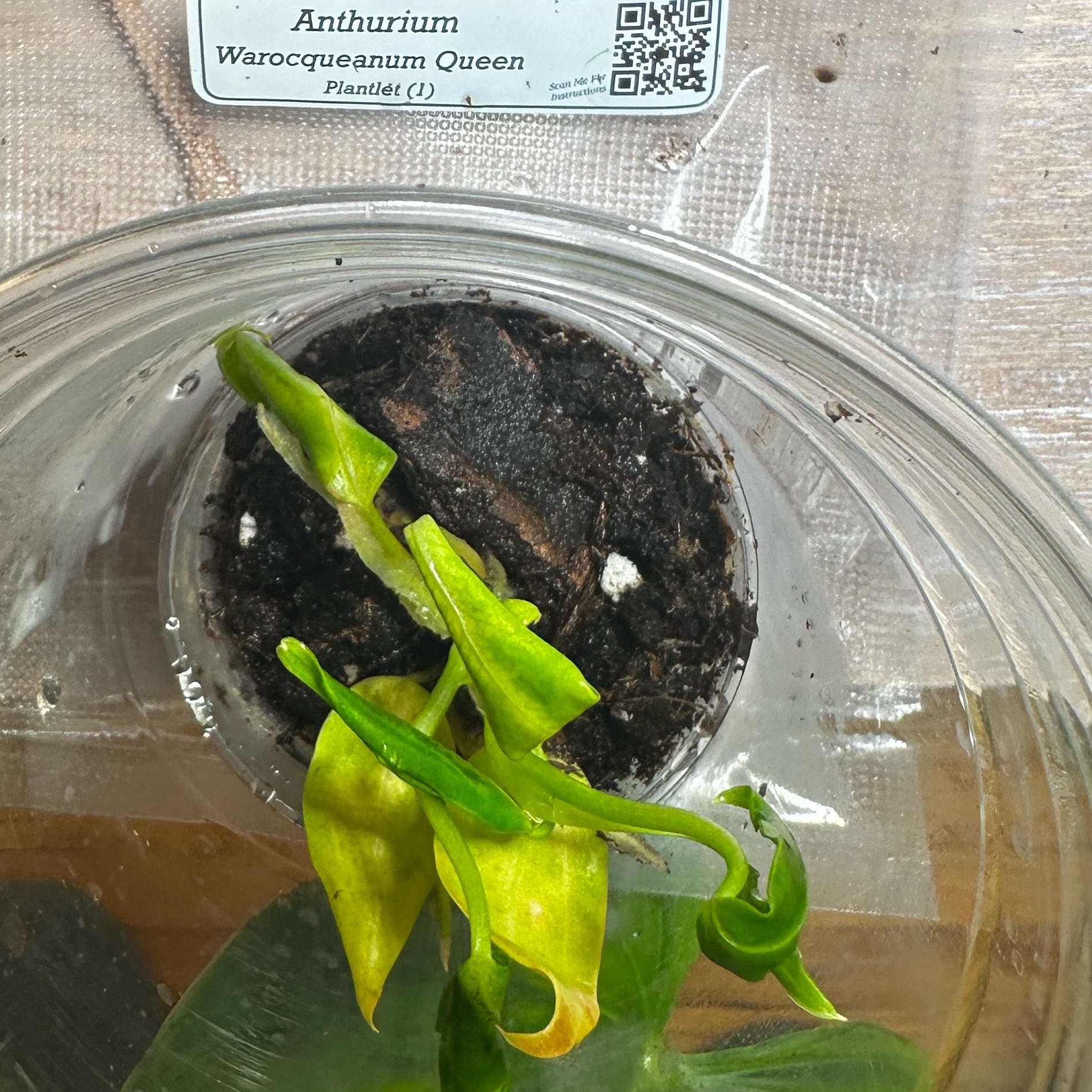 Photo of the plant species Anthurium Queen by @Dogsxplants named Queen on Greg, the plant care app
