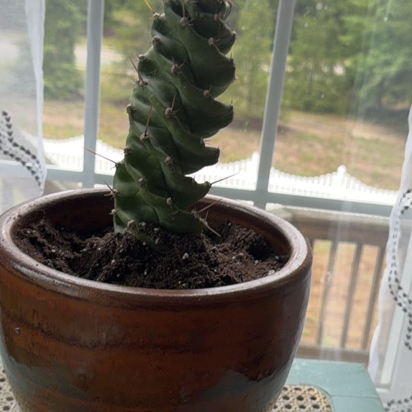 Photo of the plant species Spiral Cactus by @AficionadaTawa named Cactuses on Greg, the plant care app
