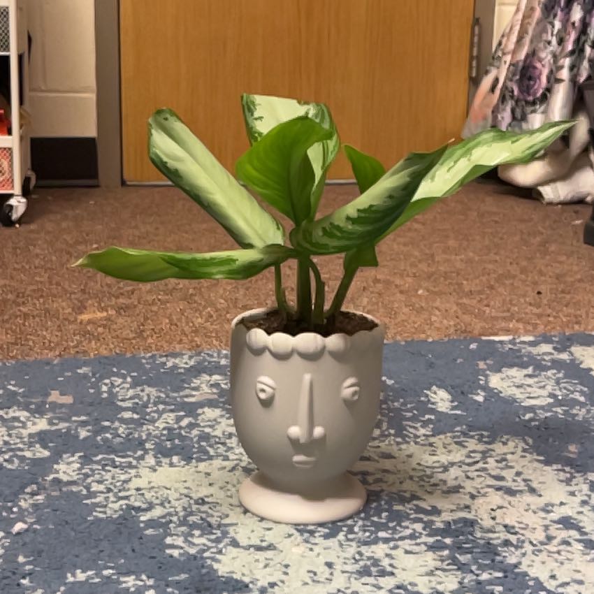 Photo of the plant species Aglaonema 'Golden Bay' by @hail0406 named Duke on Greg, the plant care app