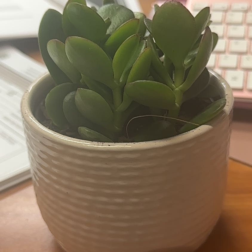 Jade plant (Crassula ovata) in a white textured pot, healthy green leaves.