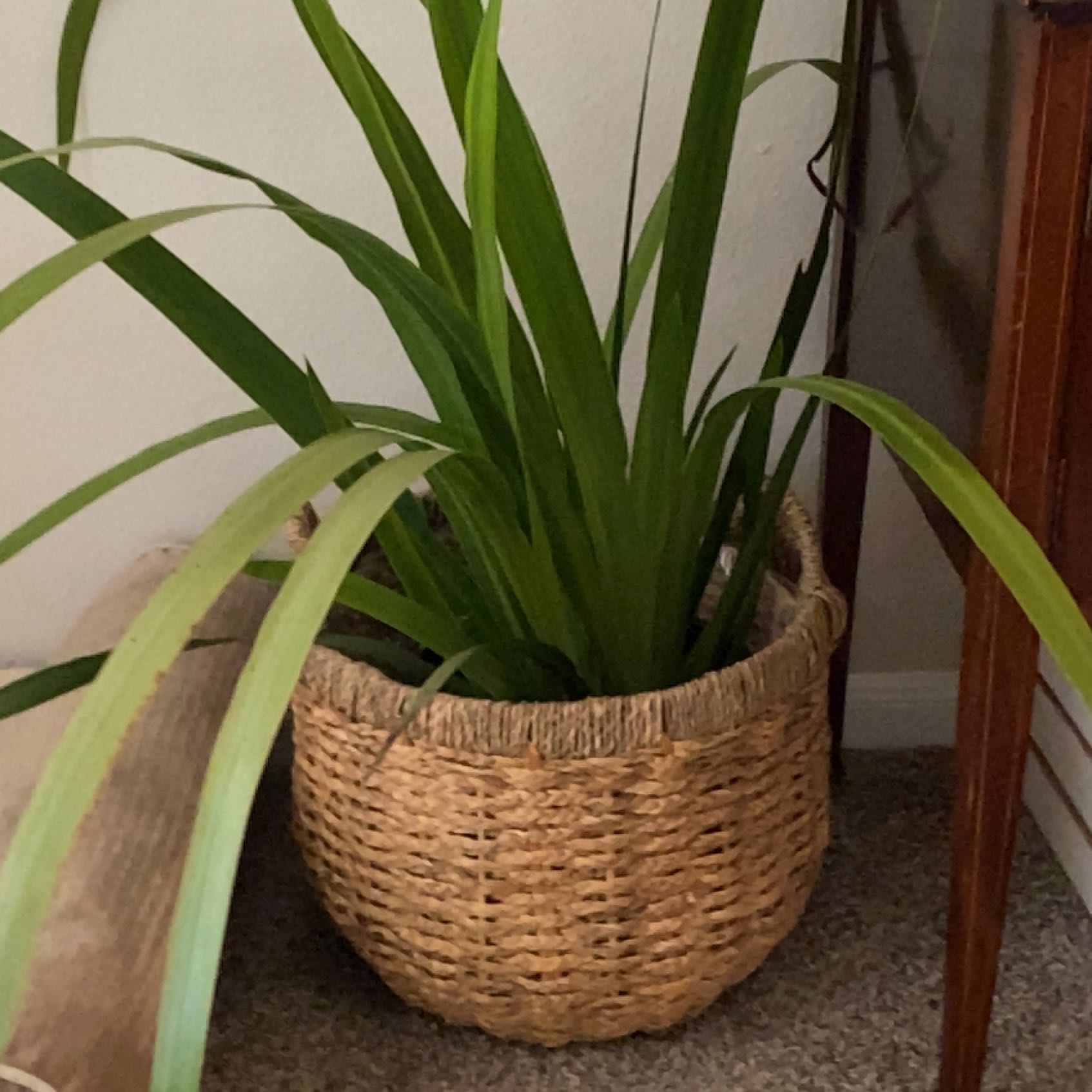 Photo of the plant species Regina Iris by @ArtisticFicus named Dolores on Greg, the plant care app