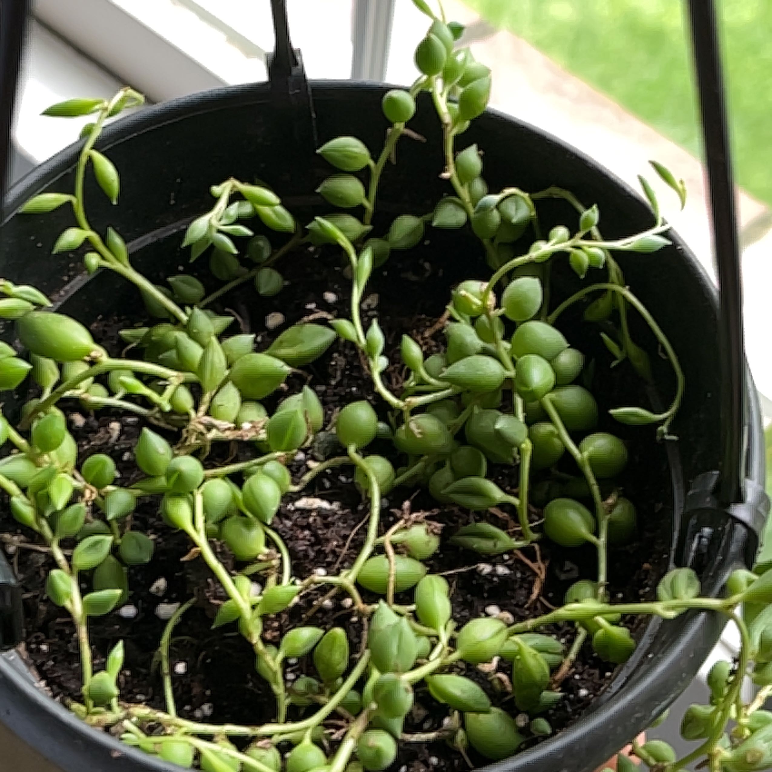String of Raindrops plant in a hanging pot with green, plump leaves.