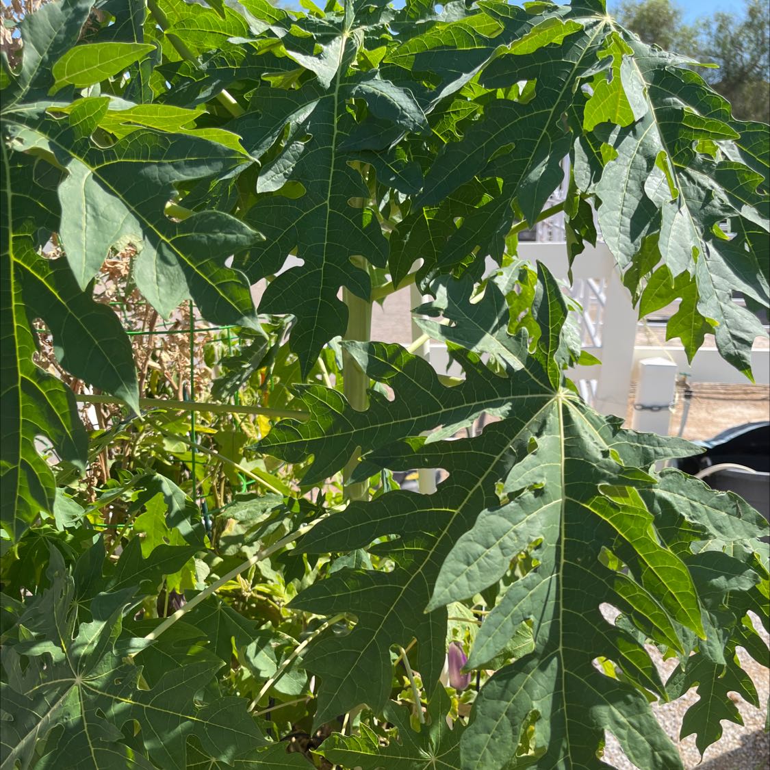 Healthy papaya plant with large green leaves under sunlight.