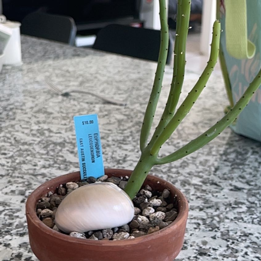 Photo of the plant species Cat Tails Euphorbia by @SummerySarcodes named Morgan Treeman on Greg, the plant care app