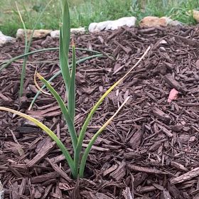 Photo of the plant species Orris-root by @ReallyTricolor named Elina on Greg, the plant care app