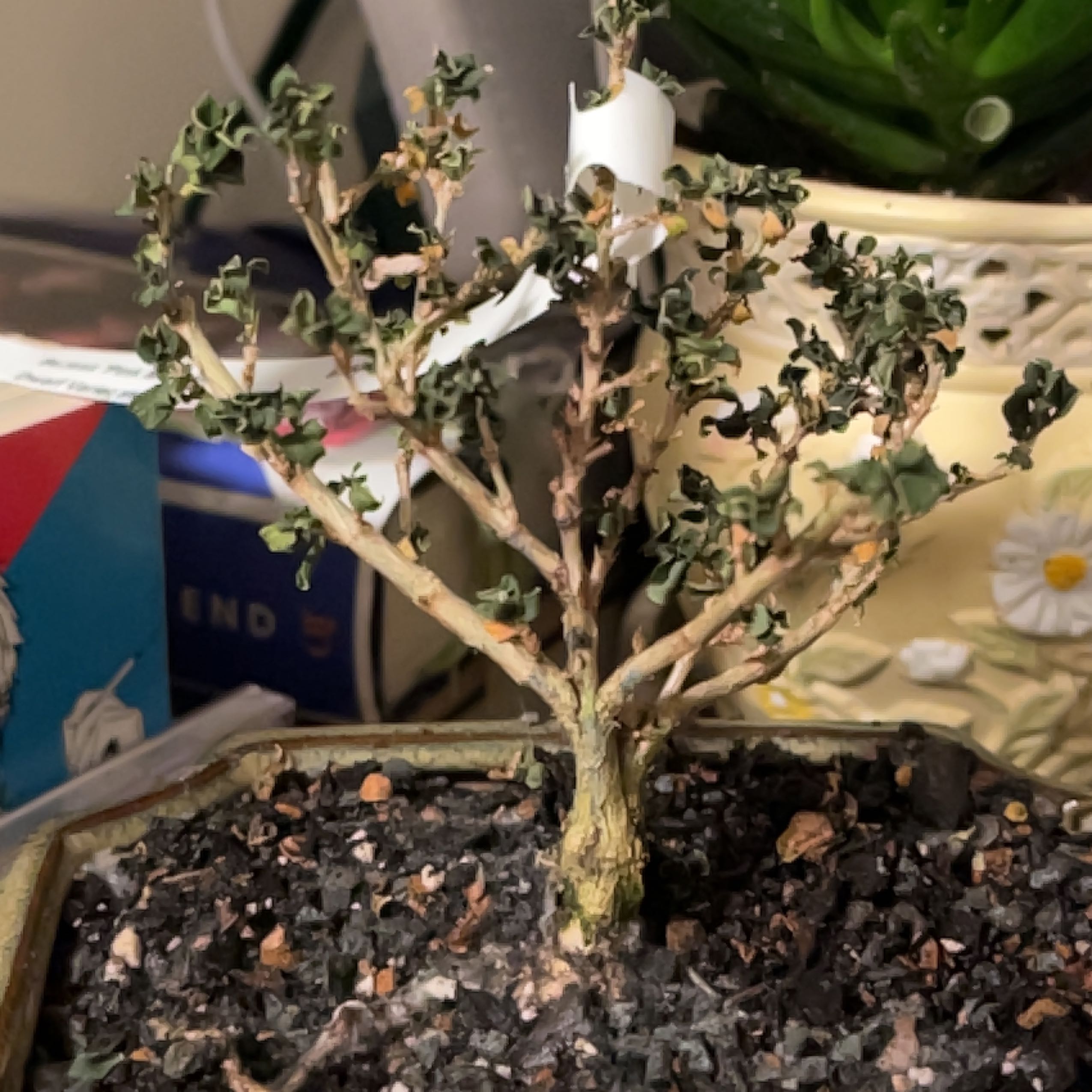 Photo of the plant species Pink Mountain Serissa by @NoteworthyTutu named Rosa on Greg, the plant care app