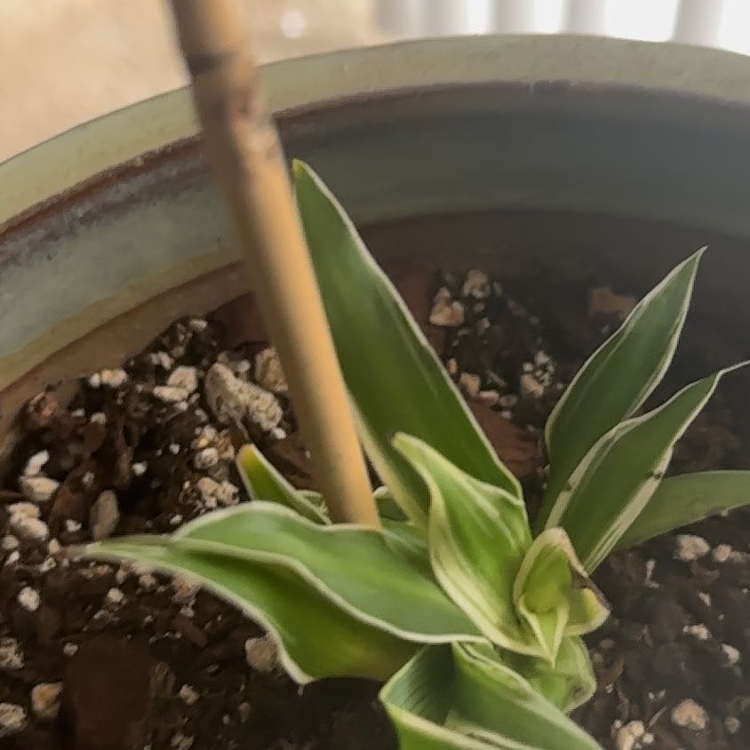 Photo of the plant species Philodendron Millions by @BonusKohekohe named Sahara on Greg, the plant care app