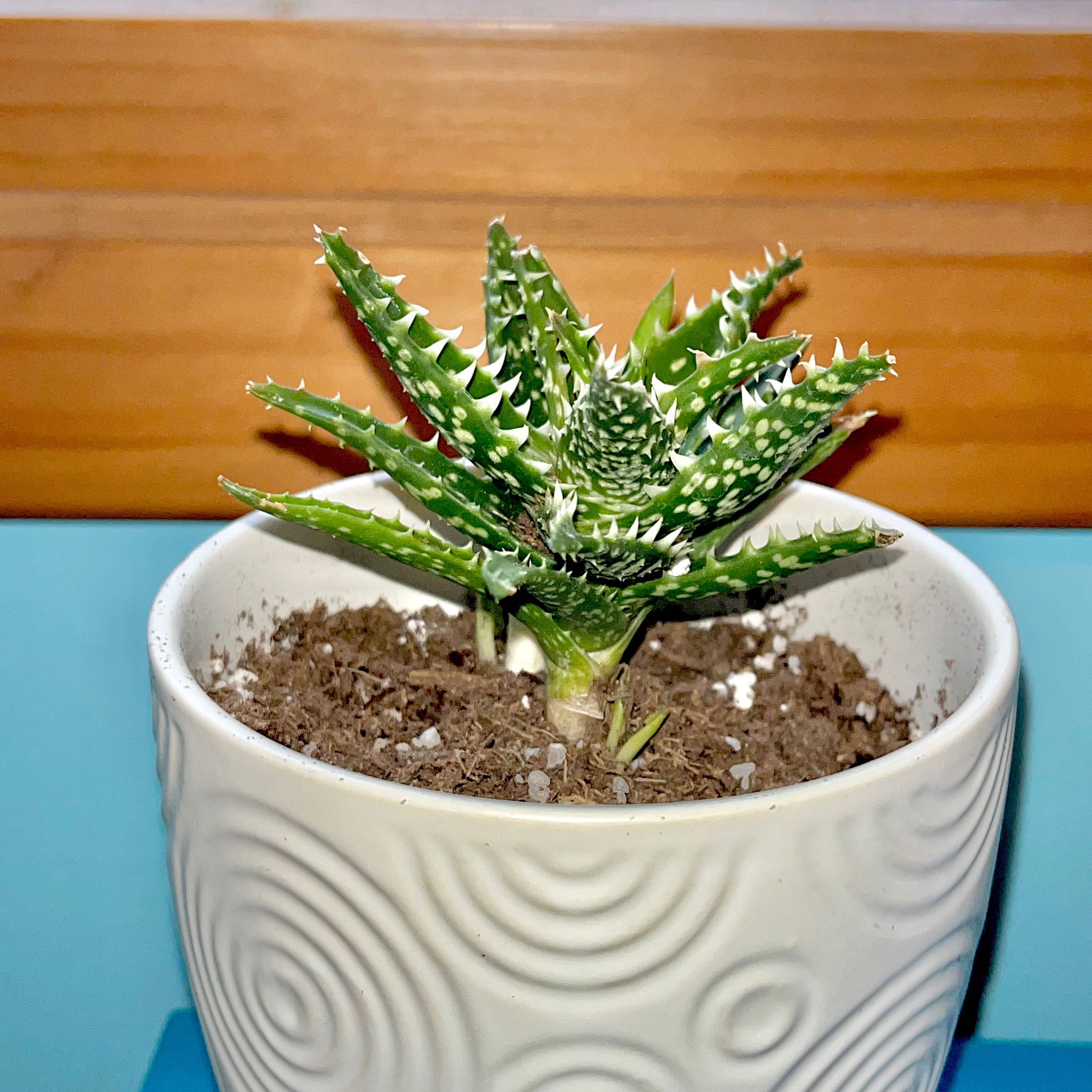 A healthy Aloe 'Minnie Belle' plant in a white pot with visible soil.