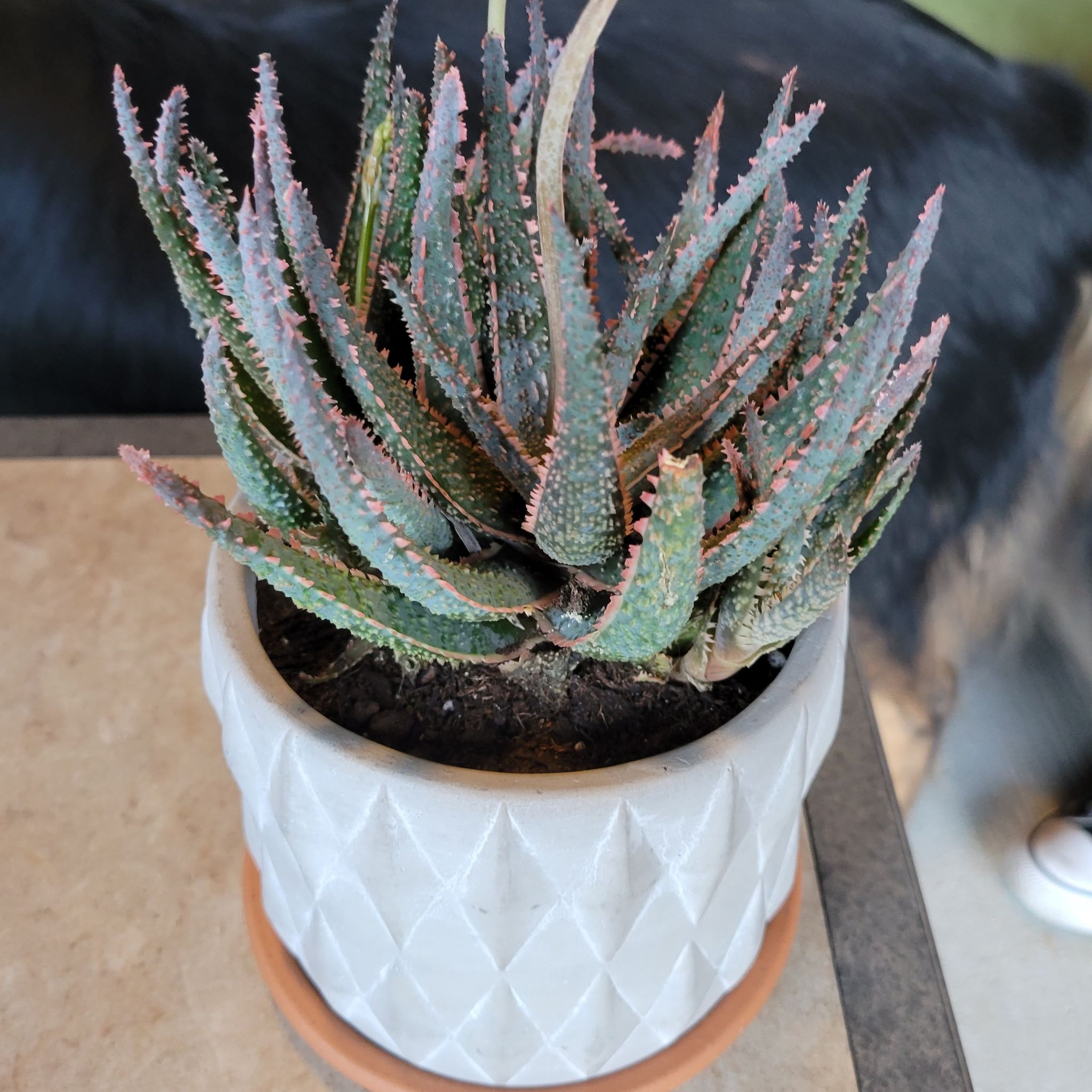 A healthy Aloe 'Purple Haze' plant in a white pot with visible soil.