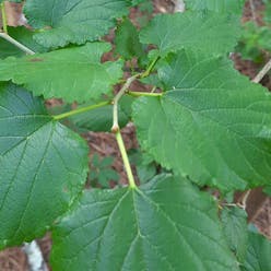 White Mulberry plant