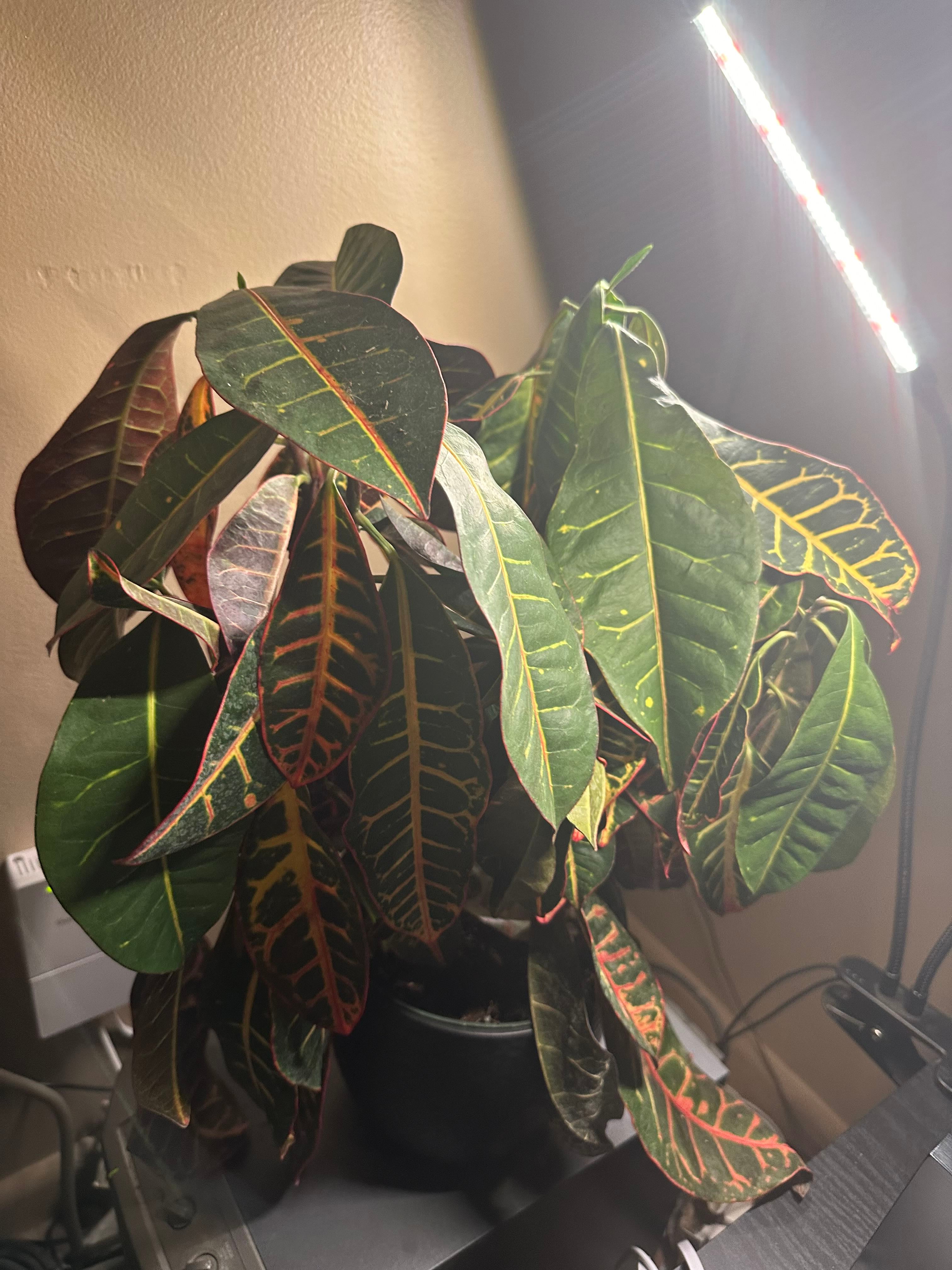 Croton 'Curly Boy' Is a Garden Plant, Not a Weed