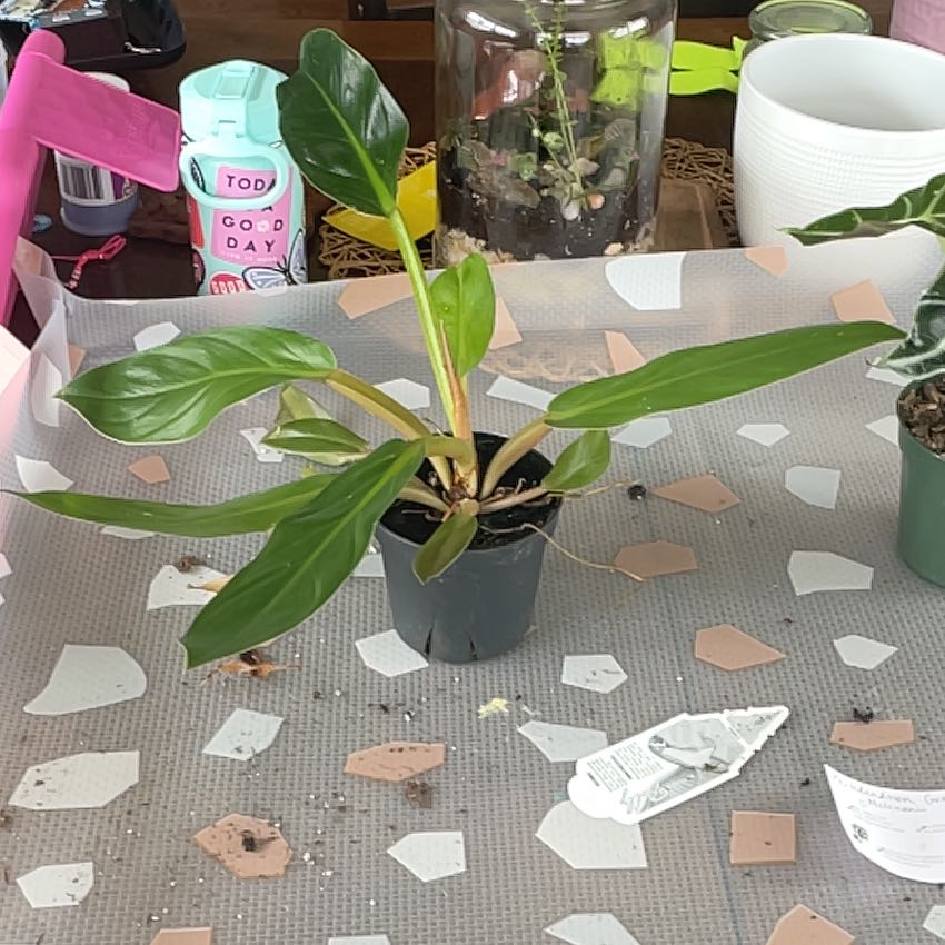 Philodendron Golden Melinonii plant in a small black pot with green leaves, surrounded by various objects.