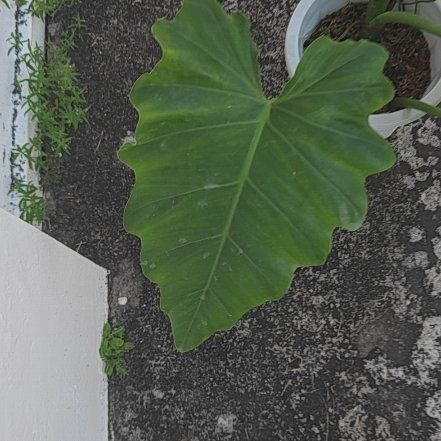 Photo of the plant species Philodendron subincisum by @MeekCoralspot named Baesil on Greg, the plant care app