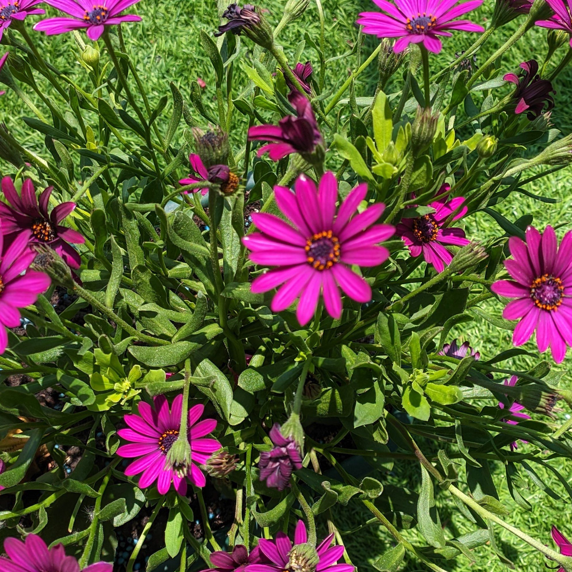 Flowering Weather Prophet plant with vibrant purple flowers and healthy green leaves.