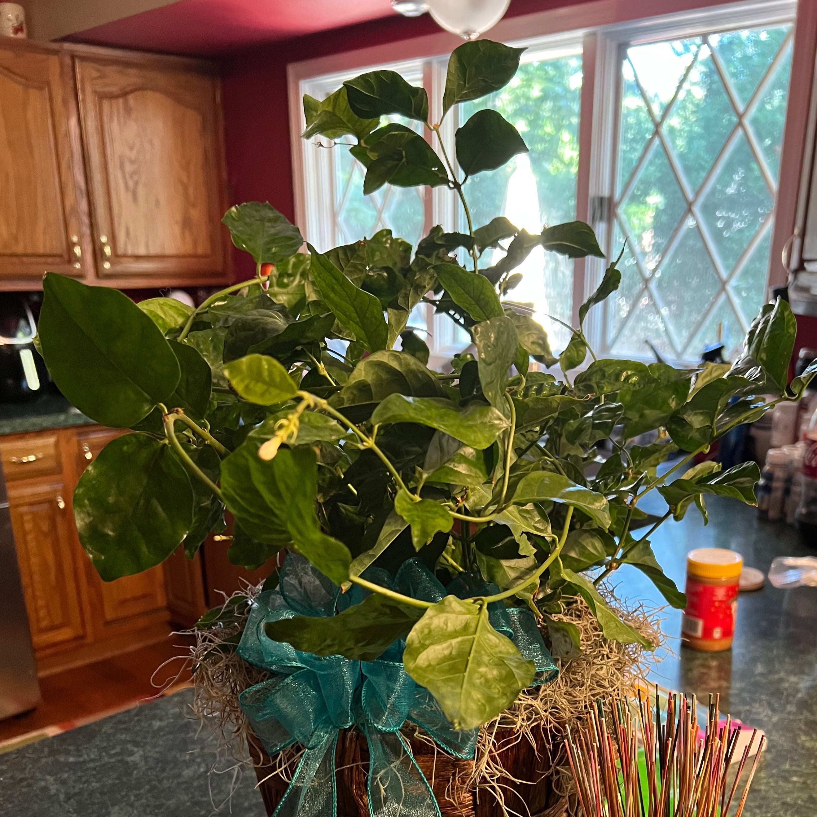 A healthy Arabian jasmine plant with glossy variegated leaves in a pot on a kitchen counter.