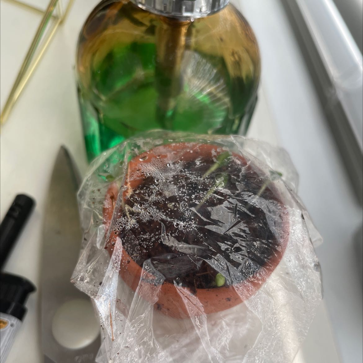 Small potted Chinese Forget-Me-Not plant covered with plastic wrap, with a spray bottle in the background.