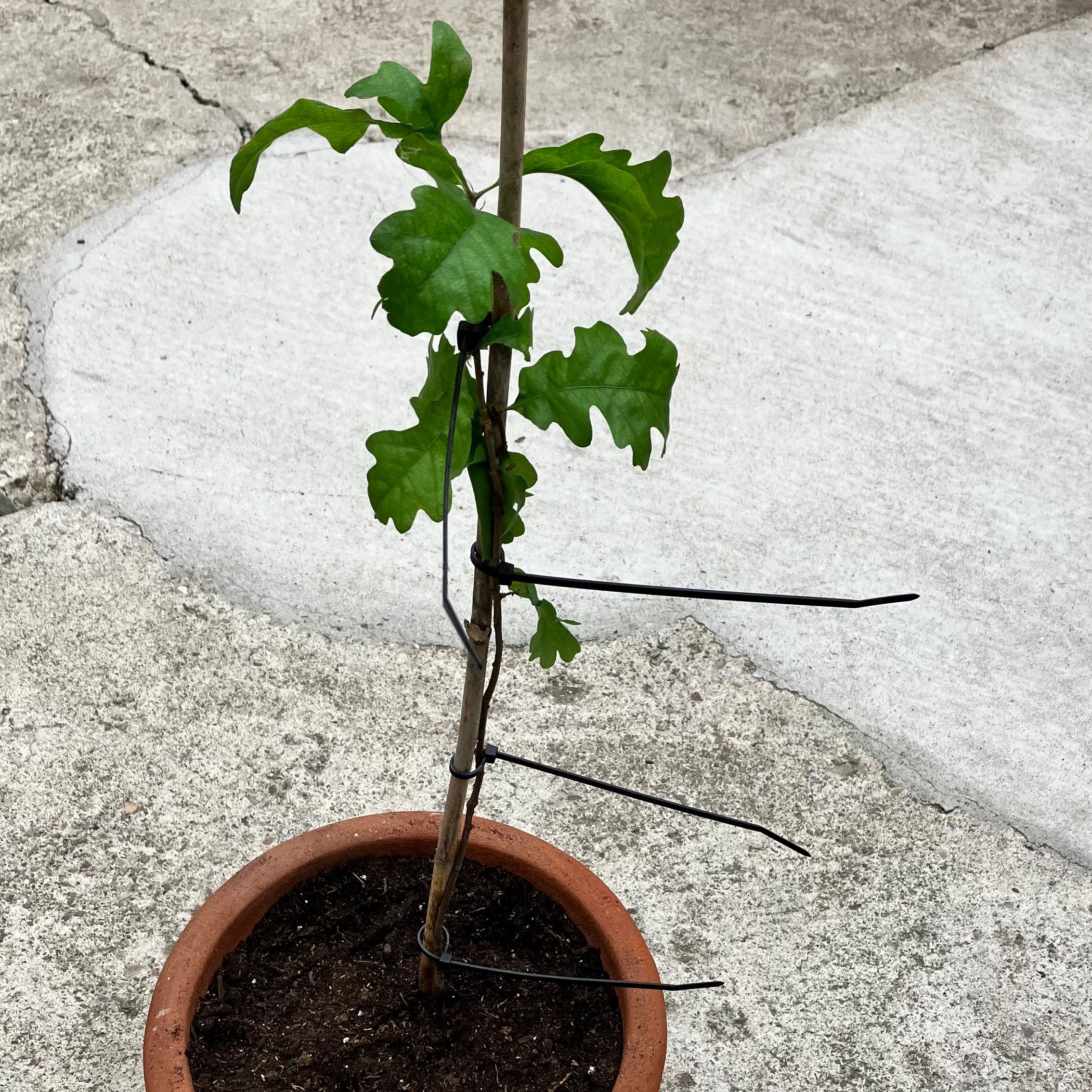 Photo of the plant species Valley Oak by @ToughGladiolus named Daphne on Greg, the plant care app