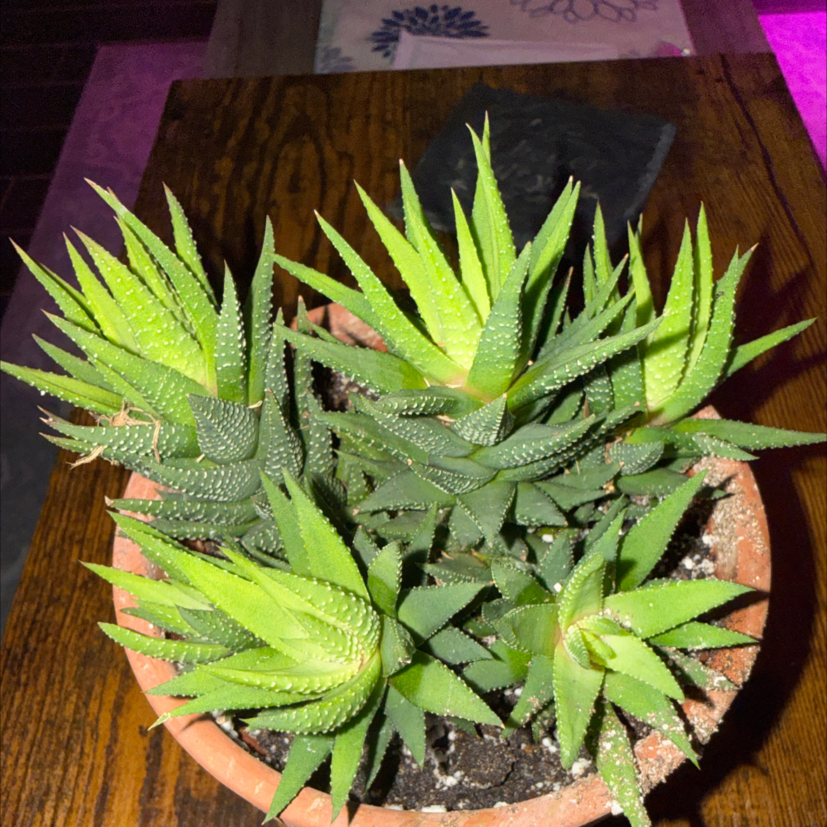 Photo of the plant species Haworthia herbacea by @RestfulCassava named Kylie on Greg, the plant care app