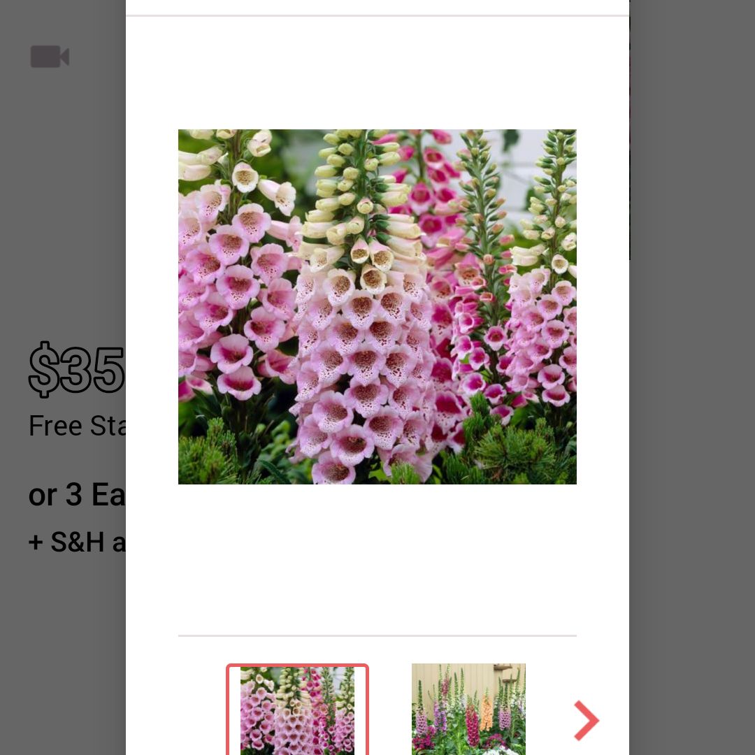 Photo of the plant species Grecian foxglove by @ManyGreencoral named Hemingway on Greg, the plant care app