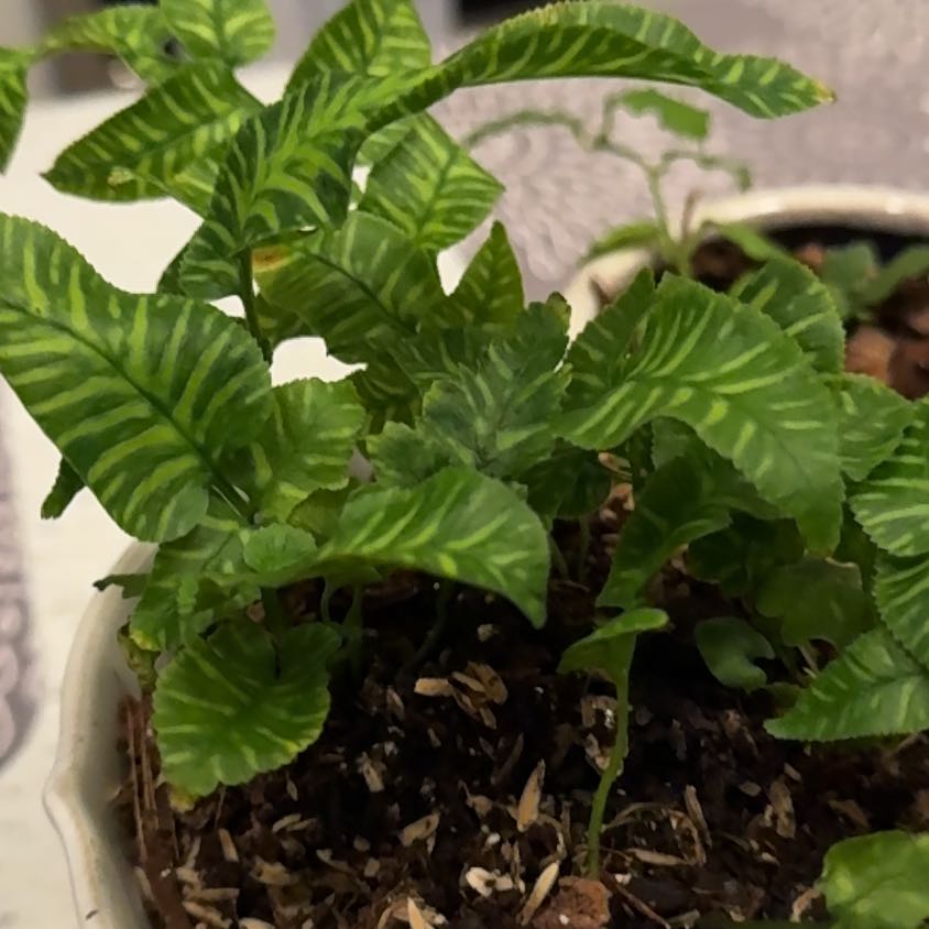 Photo of the plant species Golden Zebra Fern by @DynamoStinkhorn named Zeb on Greg, the plant care app