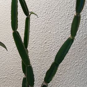 Photo of the plant species Adamant Creeper by @DynamoStinkhorn named Creeper on Greg, the plant care app