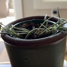 Photo of the plant species Wax Plant by @DynamoStinkhorn named Butter Fingers on Greg, the plant care app