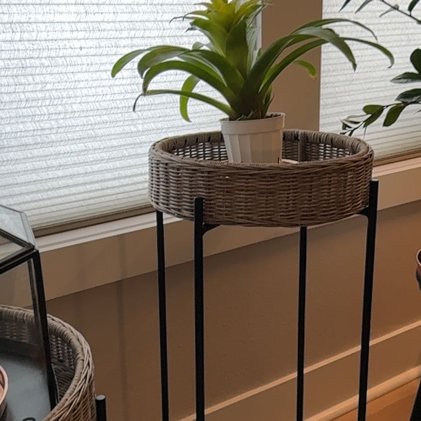 Photo of the plant species Guzmania Bromeliad by @DynamoStinkhorn named Ted B on Greg, the plant care app
