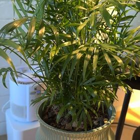 Photo of the plant species Bella Palm by @DynamoStinkhorn named Bella on Greg, the plant care app