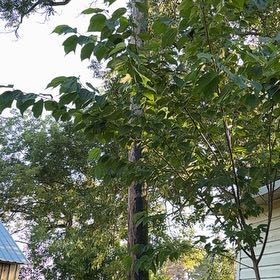Photo of the plant species Muntingia by @UntroubledFicus named Michelle Branch on Greg, the plant care app