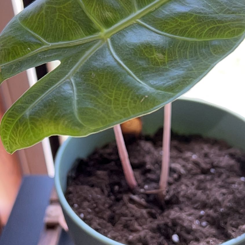 Photo of the plant species sygonium pixie by @CuddlyCentella named Bella on Greg, the plant care app