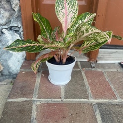 Aglaonema 'Pink Splash' plant
