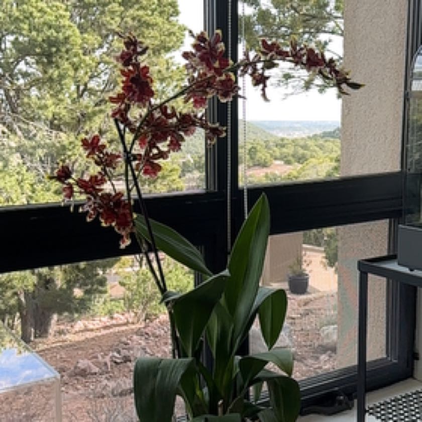 Photo of the plant species Slipper Orchid by @AlertSucc named Forrest on Greg, the plant care app