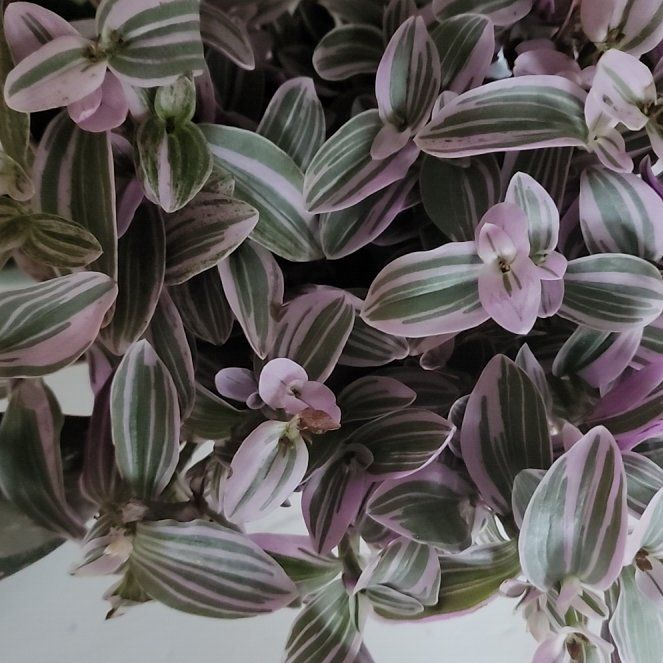 Photo of the plant species Tradescantia Zebrina by @ImpressiveCacto named Naomi on Greg, the plant care app