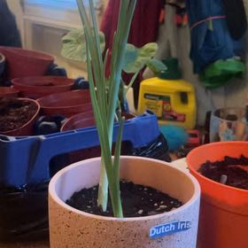 Photo of the plant species Dutch Iris by @cecesgarden named Sigmund on Greg, the plant care app