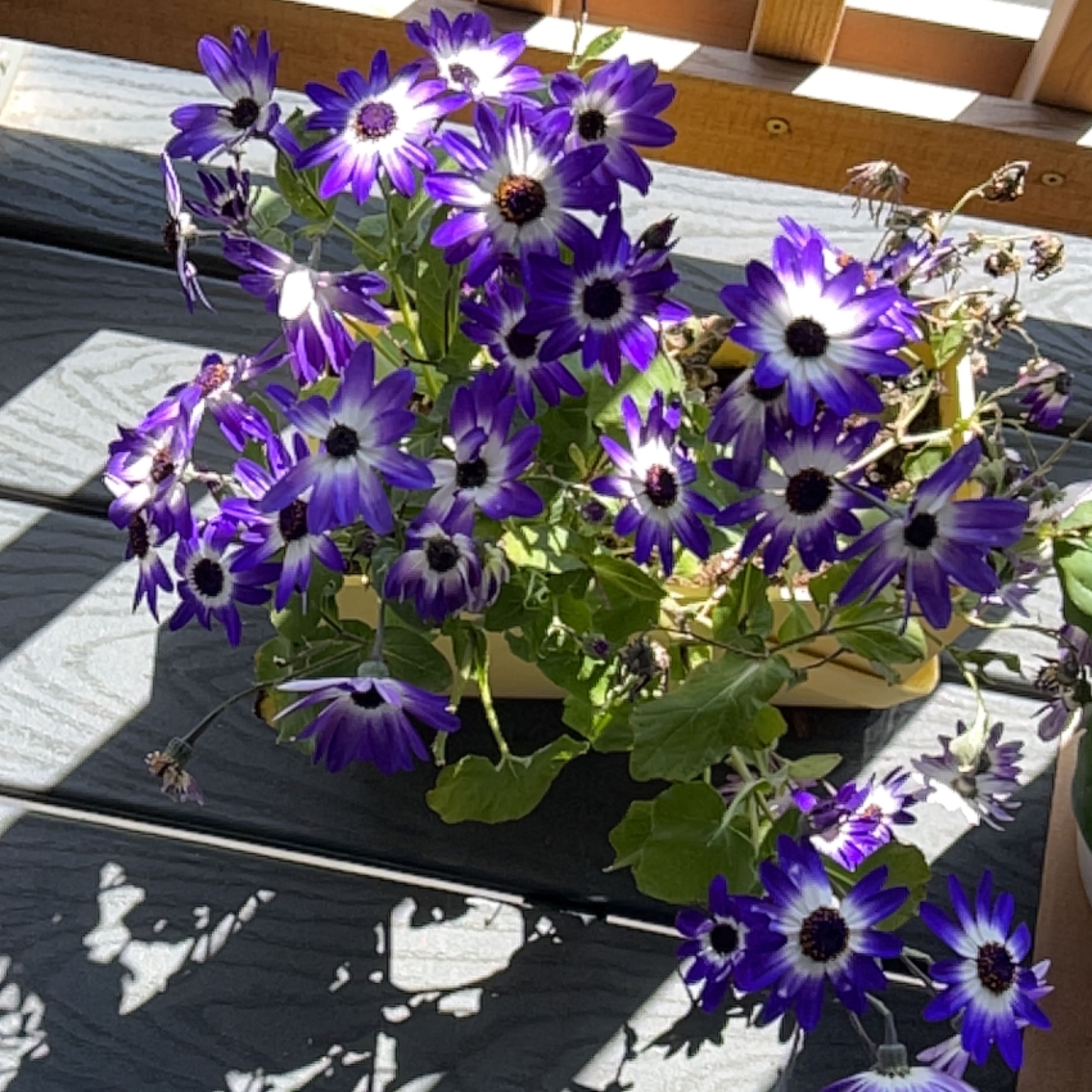 Photo of the plant species Purple Daisy by @StirringEllisia named Terra on Greg, the plant care app