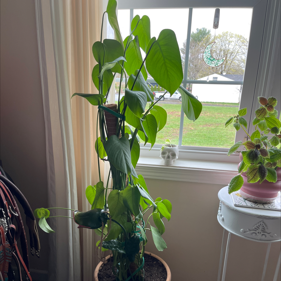 Monstera plant photo by @carlajtala named Monstera on Greg, the plant care app.